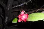 Kiku Nights Flower