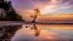 Lonely Tree