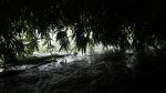 Dark In Bamboo Forest