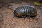 Insect Is Now Free