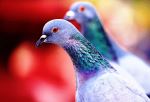 Pigeon Close Up