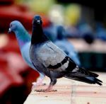 Pigeon