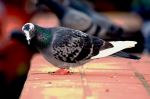 Pigeon