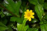 Yellow Flower