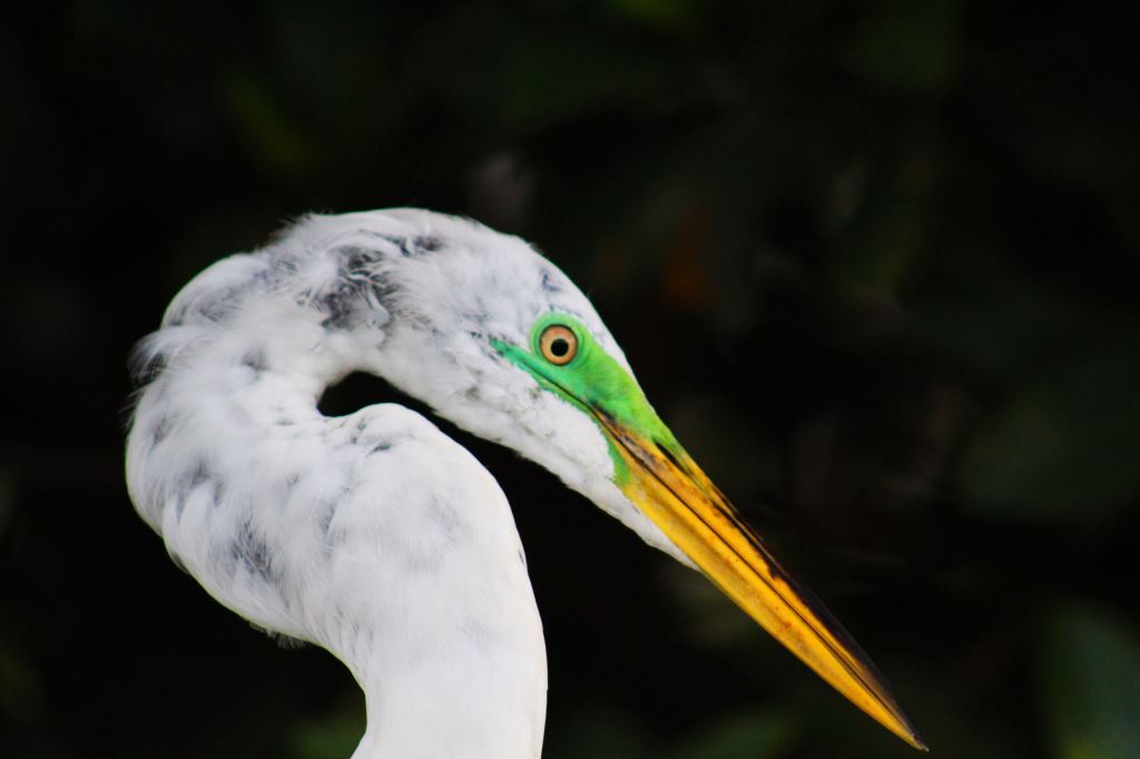 Colorful Sea Bird In The Bay