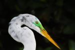 Colorful Sea Bird In The Bay