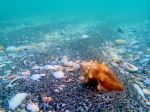 Shell In The Ocean