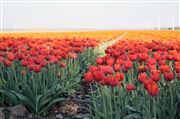 Blooming Tulip Fileds 