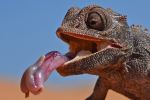 Chameleon Of The Desert