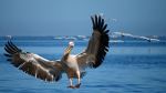 Save Landing