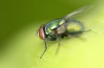 Tricky Insect