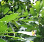 A Colorful Butterfly