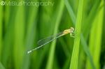 Dragon Fly