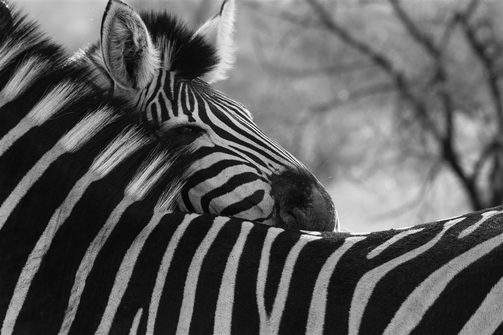 Zebra Hug 