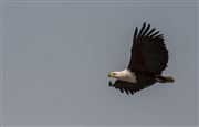 Fish Eagle 
