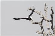 Flight Of The Fish Eagle