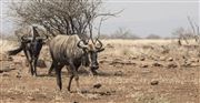 Wildebeest 