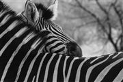 Zebra Hug 
