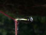 Rain Drops