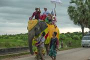 Elephant