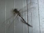 Dragon Fly On My Doorstep