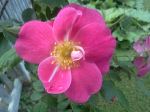 Morning Dew