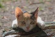 Cat In Nature