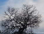 Beauty Of Nature