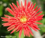 Beauty Of A Flower