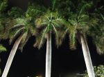 Night Trees