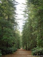 Path To Naturic Paradise