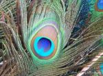 Peacok Feather
