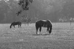 Grazing 