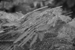 Mimosa In The Rain 