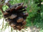 Pine Cone 