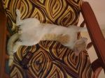Lazy Cat