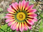 Gazania Flower