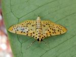 Moth On Leaf