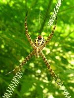 Spider In Web