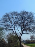 Tree In Blue Sky