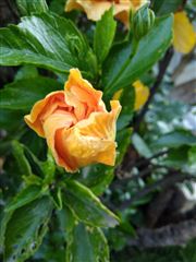 Late Bloomer