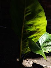 Leaf And Light Dance