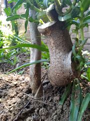 Regrowth In Another Plant