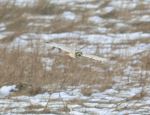 Short Ear Owl