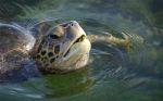 Feeding Turtle