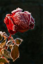 The Last Rose Of Summer
