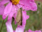 Flower And Butterfly 