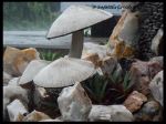 Mushroom 