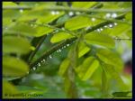 Rain Drop