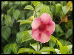 Rain Drop In Flower
